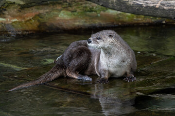 The the North American river otter (Lontra canadensis) stands on a board in water