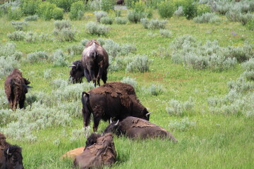 American bison grazing in Yellowstone National Park