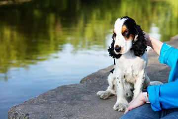 Dog English Cocker Spaniel. Long black ears. After a haircut. Sits with the mistress on bank of the river. Age 2 years. Boy. Selective focus. - obrazy, fototapety, plakaty