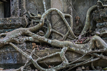 Roots of an old banyan tree neatly wrapped around the Wat Somdet temple in Sangkhlaburi town of Kanchanaburi, Thailand,  The ruined monastery is the religious landmark revered by Mon ethnic people.