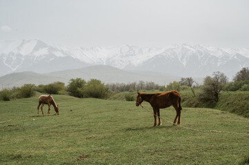 Horses graze in a meadow against the background of mountains in spring