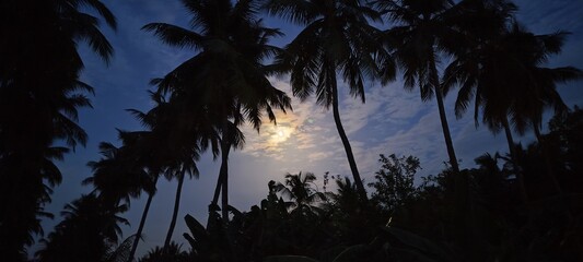 palm trees at sunset