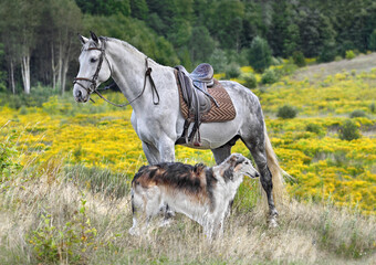 Horse and borzoi dog standing over yellow field bagkground