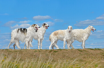 Fototapeta premium Group of beautiful russian borzoi dogs