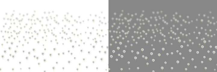  Dandolian flowers set isolated on transparent background,  flying dandelion buds,  dandelion seeds, summer spring flowers, png