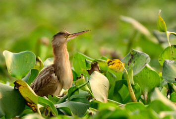 Yellow Bittern in habitat with it