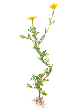 Yellow Anacyclus isolated on white background, Anacyclus radiatus