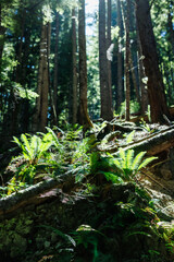 Green ferns in Pacific Forest