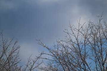 glaze ice on trees