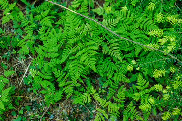 Green Ferns