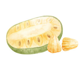 Watercolor Jackfruit 