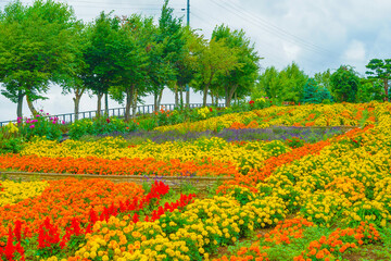 北海道美瑛町の花畑