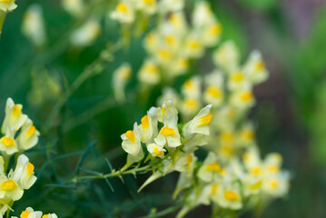 Linaria vulgaris, common toadflax flowers closeup selective focus