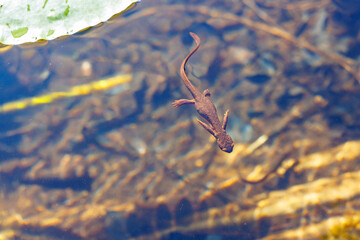 Newt in the water