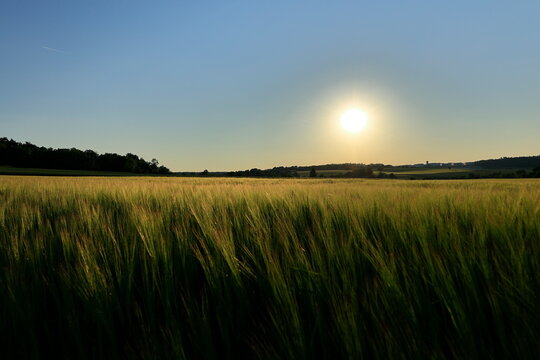 Tiefstehende Sonne über einem Feld im Heckengäu