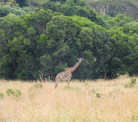 giraffe in the savannah