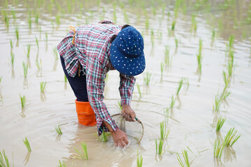 Asian woman farmer holds fishing net and creel to find freshwater algae (Spirogyra sp.) and fish at organic paddy field. Concept, rural agriculture lifestyle, earn living from nature.    - obrazy, fototapety, plakaty