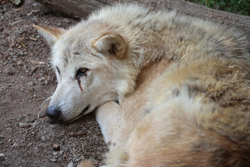 canadian wolf in a zoo in mulhouse in alsace (france)
