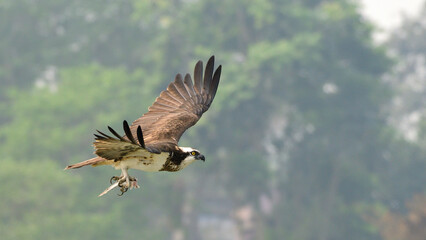 Osprey in flight with prey.
