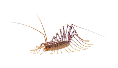 House centipede isolated on white background, Scutigera coleoptrata