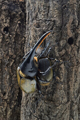 ヘラクレスオオカブト
