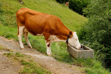 Kuh trinkt Wasser aus einer Tränke für Tiere