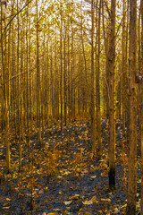 Sunset amid the dry trees during the dry season in Kemlagi Forest, Mojokerto, Indonesia