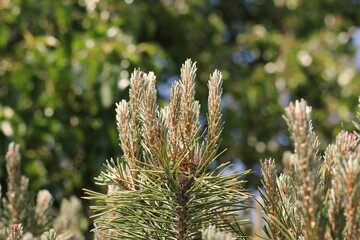 close up of a pine needles