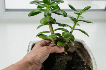 The money tree is planted in a plant pot. Care for houseplants.