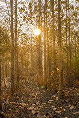 Sunset amid the dry trees during the dry season in Kemlagi Forest, Mojokerto, Indonesia