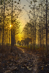 Obraz premium Sunset amid the dry trees during the dry season in Kemlagi Forest, Mojokerto, Indonesia