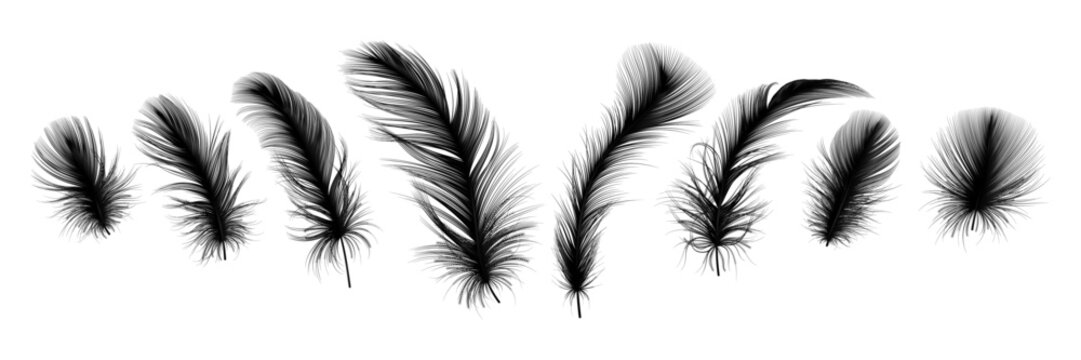Fototapeta Set of isolated feathers. Vector illustration