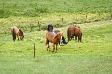 Naklejka na ściany i meble Herd of young horses playing on field in pasture during summer