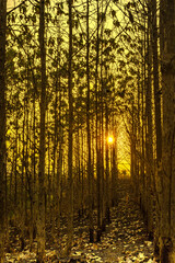 Obraz premium Sunset amid the dry trees during the dry season in Kemlagi Forest, Mojokerto, Indonesia