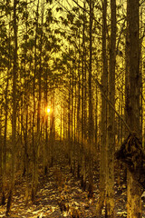 Sunset amid the dry trees during the dry season in Kemlagi Forest, Mojokerto, Indonesia