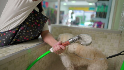 Woman Bathing Dog at Pet Shop, employee holding shower head washing Poodle Canine Companion at...