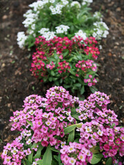 Fototapeta premium Garden blooming carnation