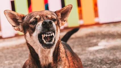 Aggressive dog shows dangerous teeth.Angry Animal hard attack head detail with copy space