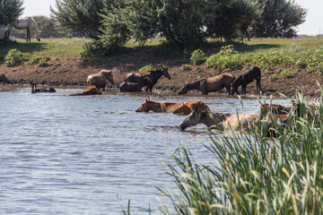 A herd of horses bathe and drink water in the Derkul River in the West Kazakhstan region. Horses...