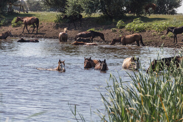 A herd of horses bathe and drink water in the Derkul River in the West Kazakhstan region. Horses swim in the river