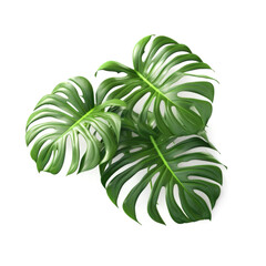 Monstera tropical plant on white background Generative AI