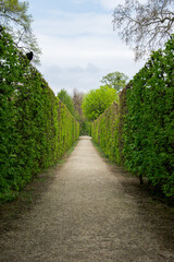 Fototapeta na wymiar path surrounded by green bushes
