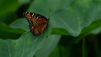 Fototapeta na wymiar Monarch in the summer