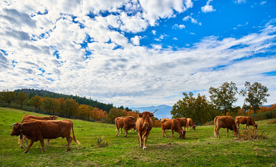 Naklejka na ściany i meble Cows mowing in the country
