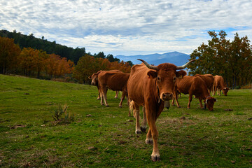 Fototapeta na wymiar Cows mowing in the country