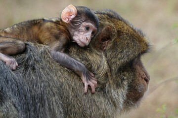 bébé singe sur sa maman