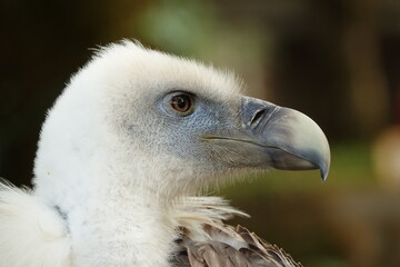 vautour gros plan profil © franz massard