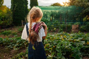 Girl carrying harvested beets over her shoulder