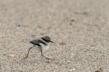 Chick of Common ringed plover (Charadrius hiaticula) on the beach 