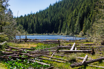Pond nestled in forest